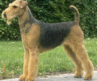 Airedale terrier