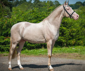 Akhal teke