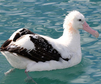 Albatro urlatore