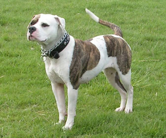 American bulldog