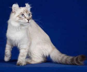 American curl