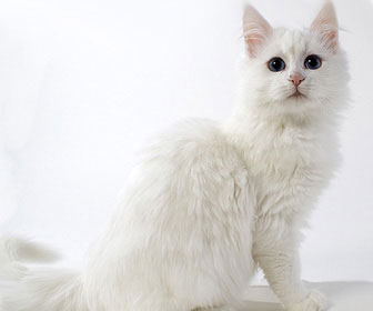 Angora