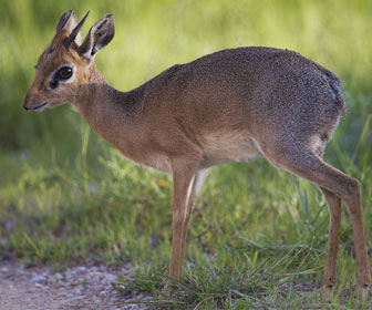 Antilope dik dik