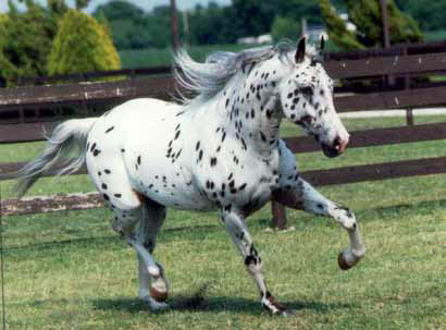 Appaloosa