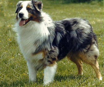 Australian shepherds