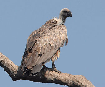 Avvoltoio dorsobianco