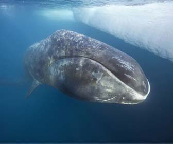 Balena della groenlandia