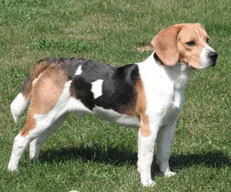 Beagle