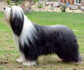 Bearded collie