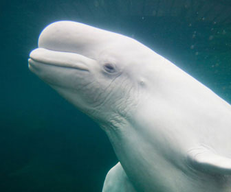 Beluga