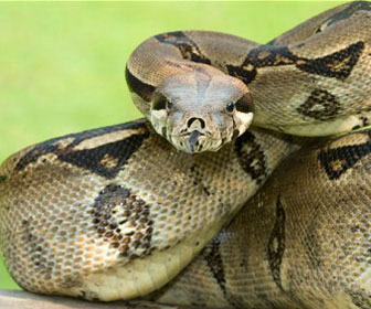 Boa constrictor