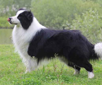 Border collie