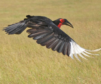 Bucorvus