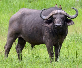 Bufalo africano