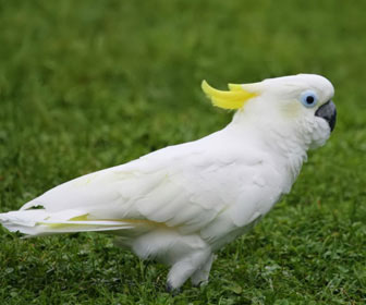 Cacatua ciuffo giallo