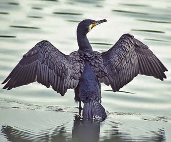 Cormorano