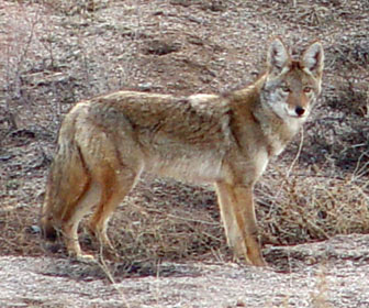 Coyote