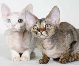 Devon rex