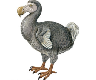 Dodo