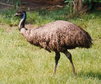 Emu