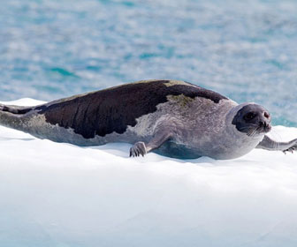 Foca della groenlandia