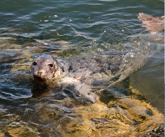 Foca grigia