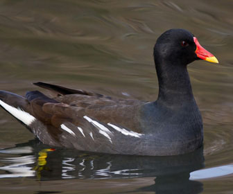 Gallinella acqua