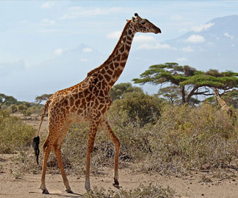 Giraffa masai