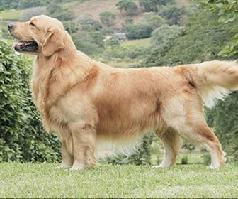 Golden retriver