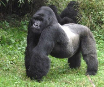 Gorilla