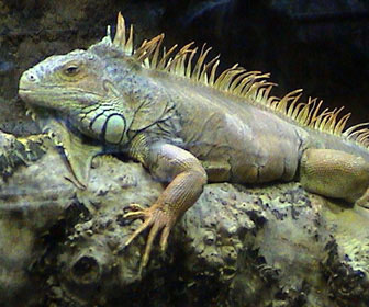 Iguana