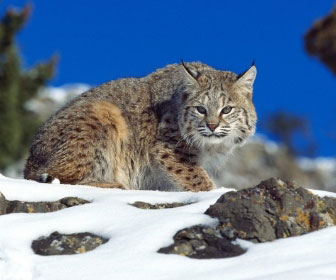 Lince rossa
