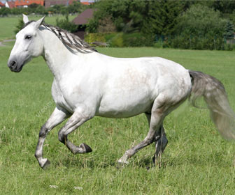 Lusitano