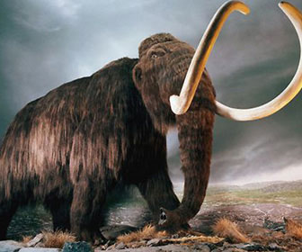 Mammut