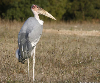 Marabu africano