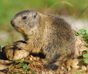 Marmotta