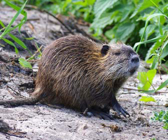 Nutria