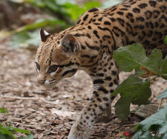 Ocelot