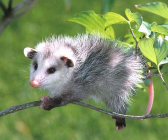 Opossum