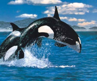 Orca