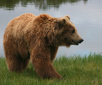 Orso bruno