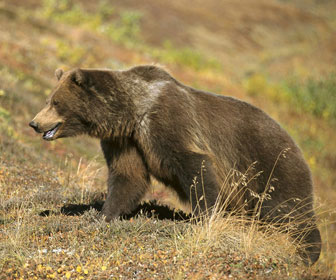 Orso grizzly