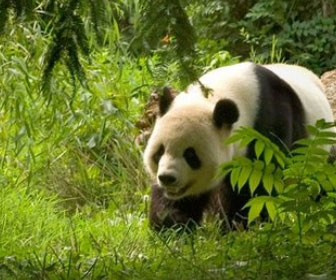 Panda gigante