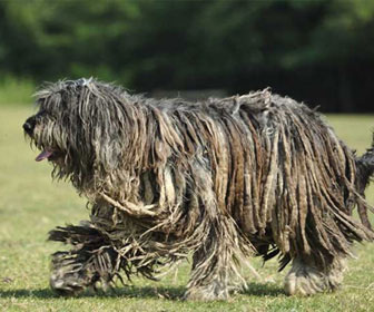 Pastore bergamasco