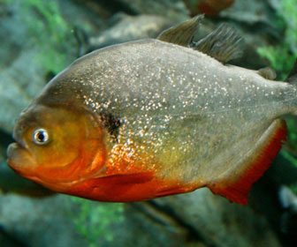 Piranha