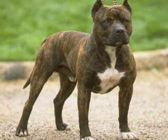 Pit bull terrier