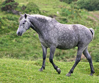 Pony connemara
