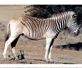 Quagga