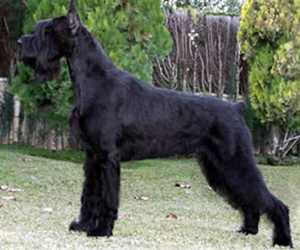 Schnauzer gigante