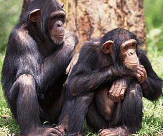 Scimpanze